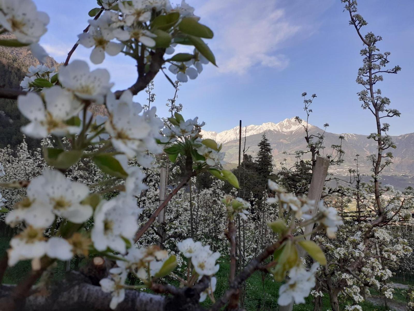 Froehlichhof Wohnung Apfelbluete Lagundo Exteriör bild